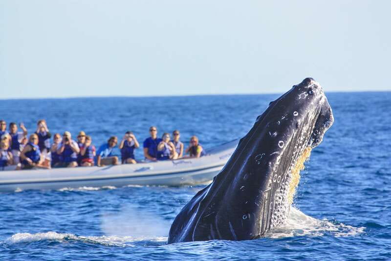 Puerto Vallarta: Whale Watching Photo Safari - Learning from Expert Guides with Extensive Whale-Watching Experience