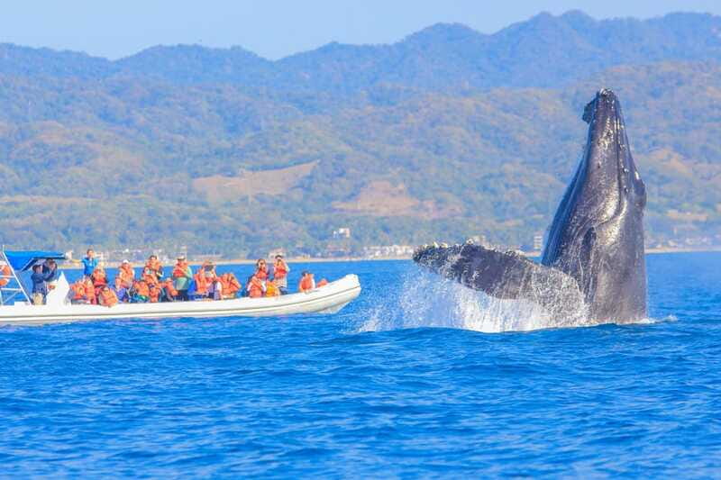 Puerto Vallarta: Whale Watching Photo Safari - Booking, Cancellations, and Practical Tips