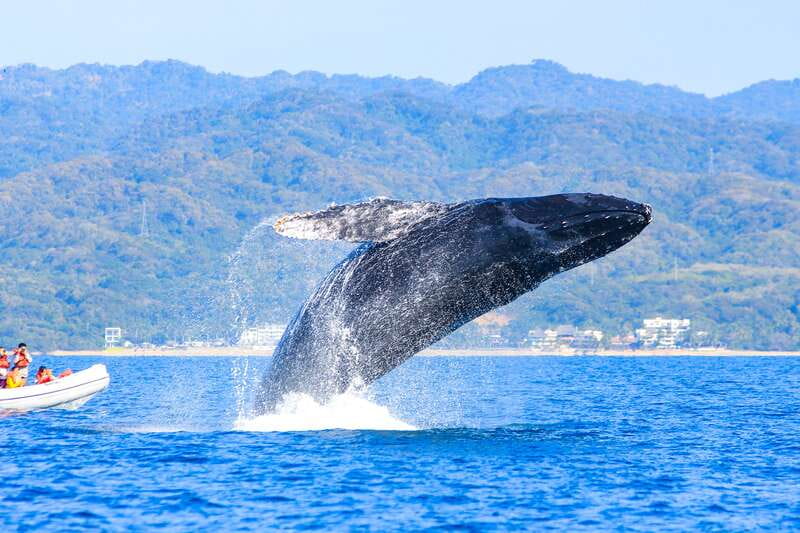 Puerto Vallarta: Whale Watching Photo Safari - A Review of the Experience: What People Love