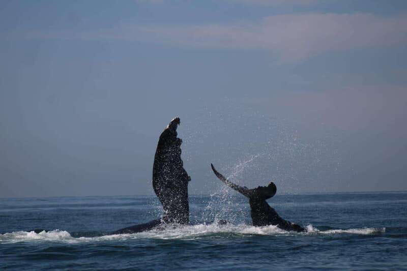 Puerto Vallarta: Whale watching - Discover the Exclusive Whale Watching Experience in Puerto Vallarta