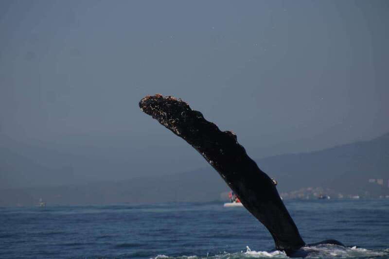 Puerto Vallarta: Whale watching - Viewing Majestic Humpback Whales in Their Natural Habitat