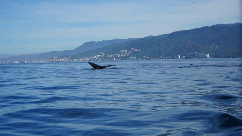 Puerto Vallarta: Whale watching - Scenic Views and Marine Life Beyond Whales