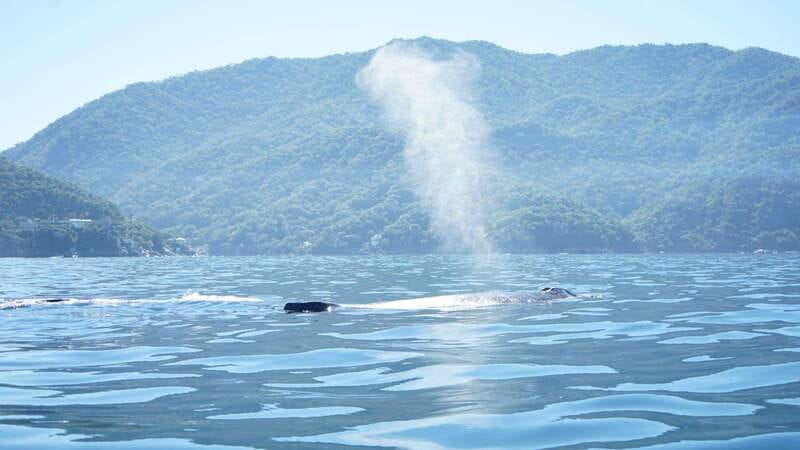 Puerto Vallarta: Whale watching - Expert Guides and Safety Measures