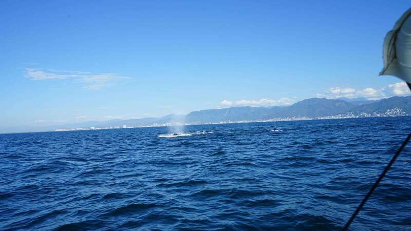 Puerto Vallarta: Whale watching - Practical Details: Booking, Cancellation, and Accessibility