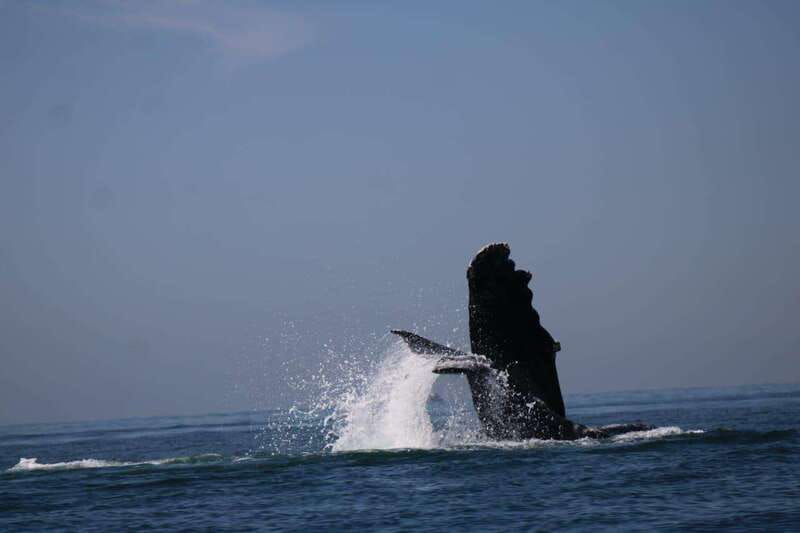 Puerto Vallarta: Whale watching - Additional Tips for a Comfortable Trip