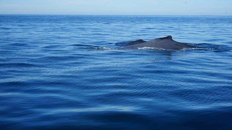 Puerto Vallarta: Whale watching - The Experience Provider: Travel Vallarta