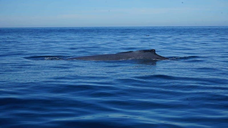 Puerto Vallarta: Whale Watching with Guide - Key Points