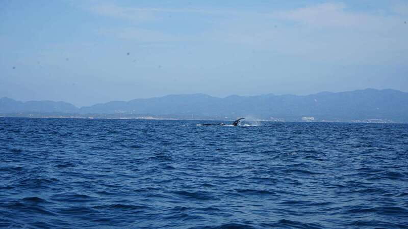 Puerto Vallarta: Whale Watching with Guide - Sightings of Humpback Whales and Behavior