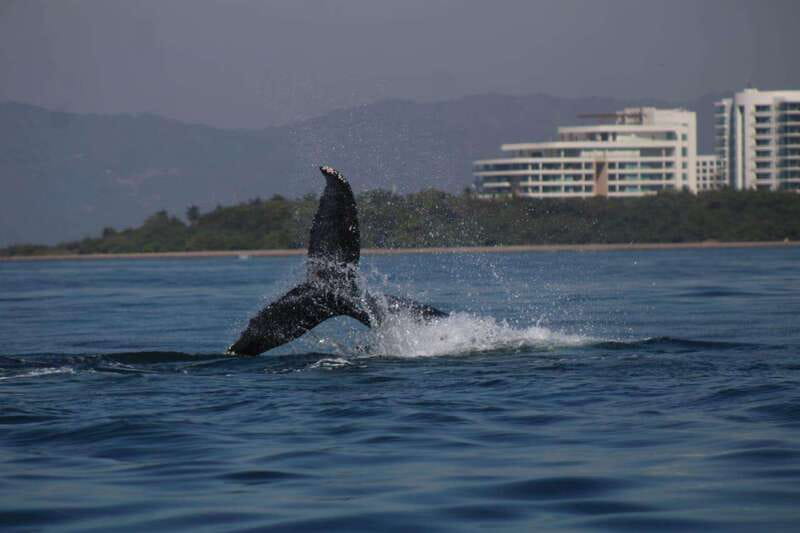 Puerto Vallarta: Whale Watching with Guide - Scenic Bay Tour and Coastal Views