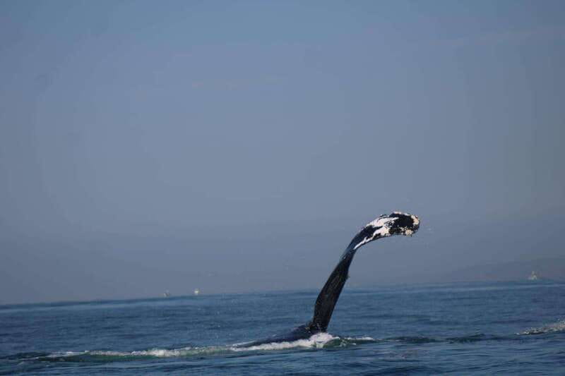 Puerto Vallarta: Whale Watching with Guide - Value and Customer Feedback