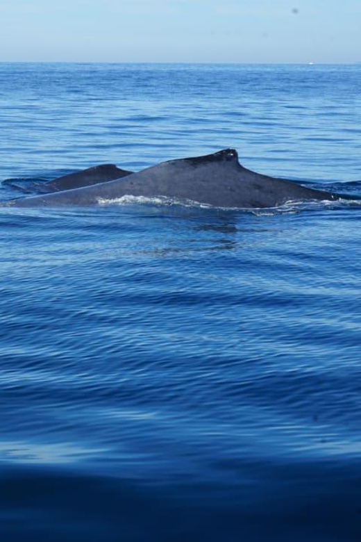 Puerto Vallarta: Whale Watching with Guide - Comparing this Tour to Similar Experiences