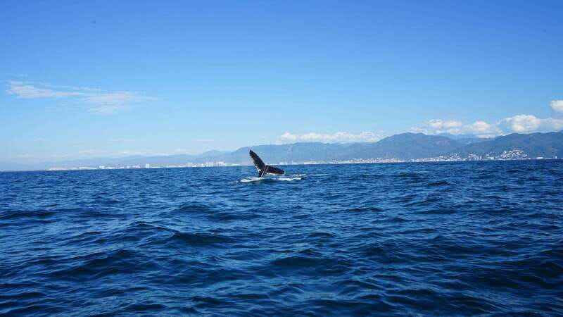 Puerto Vallarta: Whale Watching with Guide - Potential Limitations to Keep in Mind