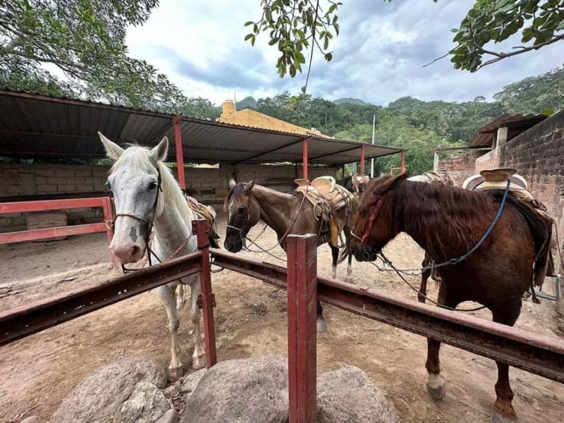 Puerto Vallarta: Wild Tour Horseback Riding Experience - What to Bring and What Not to Bring for a Smooth Ride