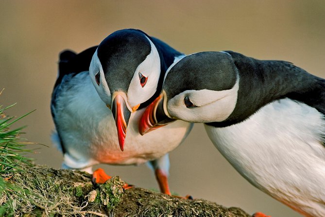 Puffin Cruise with Expert Tour Guide from Reykjavik - The Puffin Cruise from Reykjavik: An Up-Close Birdwatching Adventure