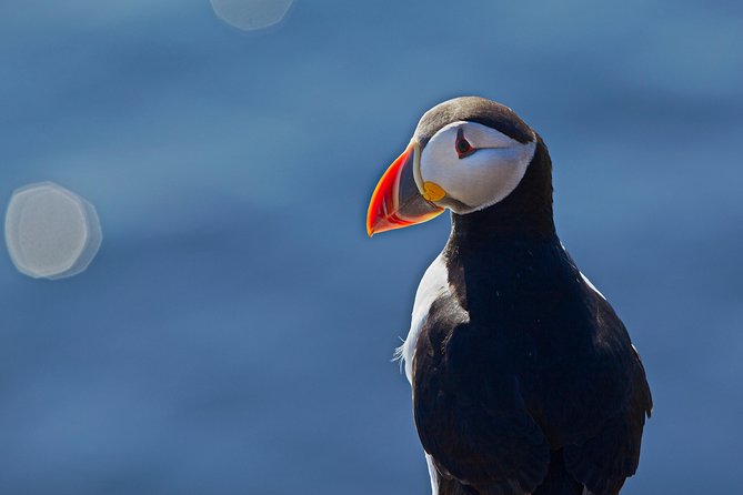 Puffin Cruise with Expert Tour Guide from Reykjavik - Optimal Viewing Conditions and What to Bring