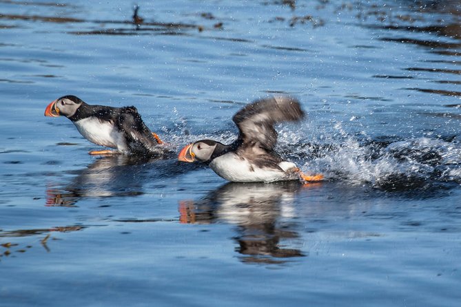 Puffin Cruise with Expert Tour Guide from Reykjavik - The Importance of Timing: Early, Peak, and Late Season Visits