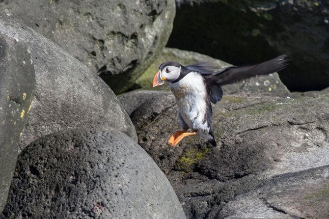 Puffin Cruise with Expert Tour Guide from Reykjavik - Practicalities: Booking, Cancellation, and Accessibility
