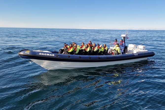 Puffin Express by RIB Speedboat from Reykjavík - Practicalities and Additional Options