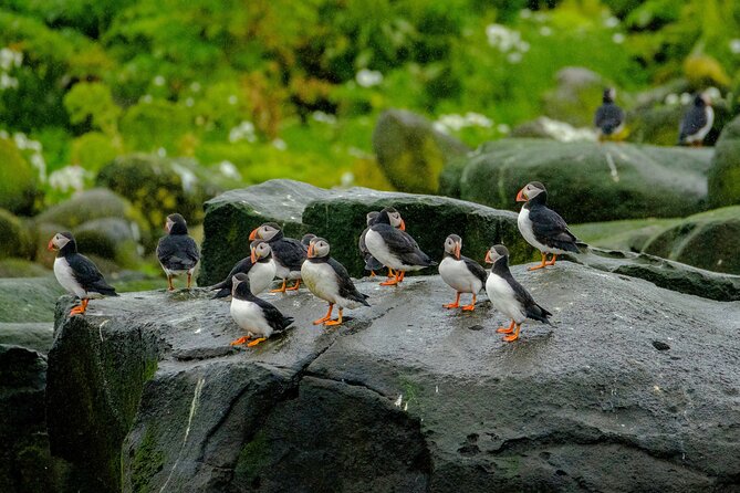Puffin Watching Speedboat Express - Visiting Puffin Nesting Islands Close Up