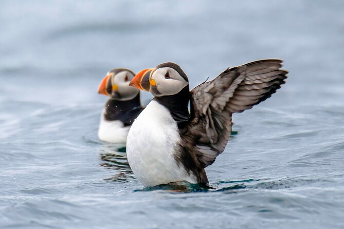 Puffin Watching Speedboat Express - Meeting Point and Tour Timing Details