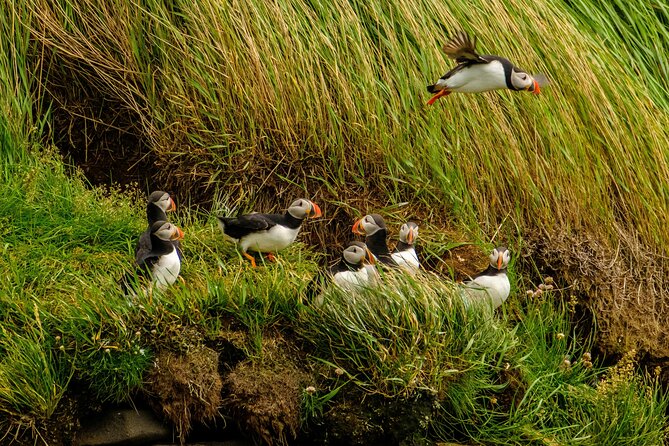 Puffin Watching Speedboat Express - Booking and Cancellation Flexibility