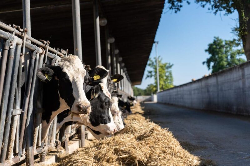 Puglia: Masseria Seppunisi Tour, Cheese, Burrata Tasting - An Insider Look at the Farm’s Barn and Dairy