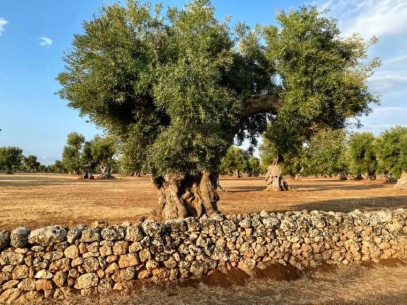 Puglia: Olive Oil Tasting Experience with Olive Grove Walk - Explore Puglia’s Olive Oil Heritage on a Guided Walk and Tasting Tour