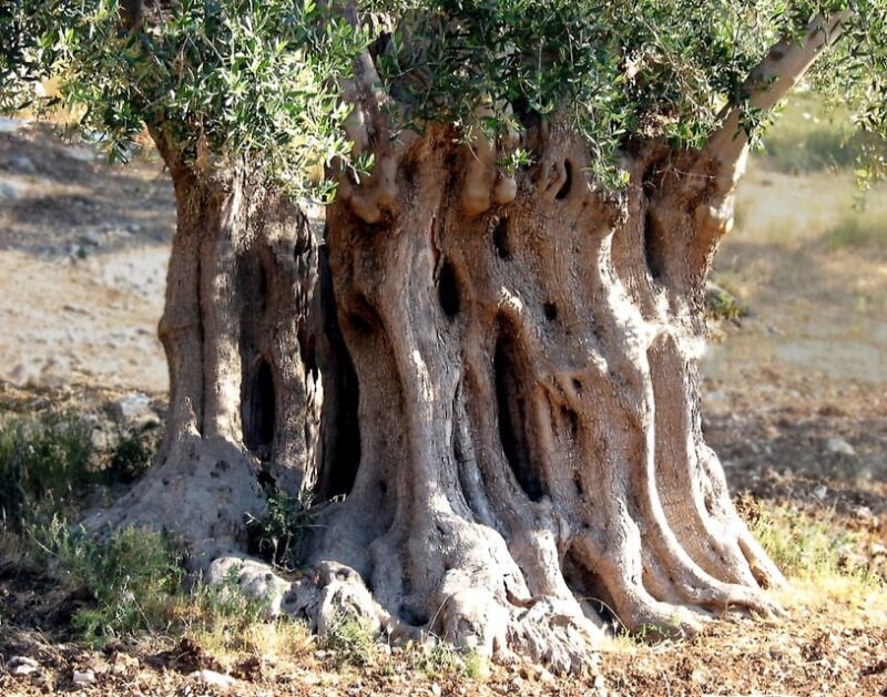 Puglia: Olive Oil Tasting Experience with Olive Grove Walk - Key Points