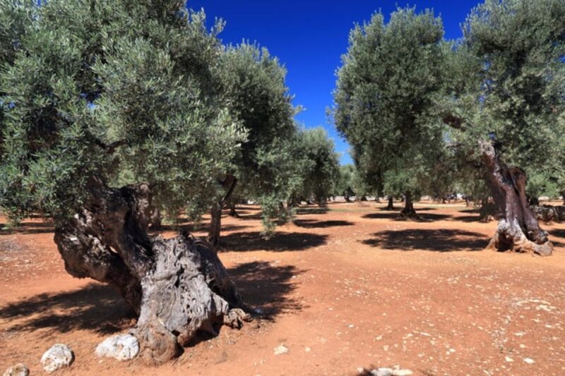 Puglia: Olive Oil Tasting Experience with Olive Grove Walk - Practical Logistics and Group Size