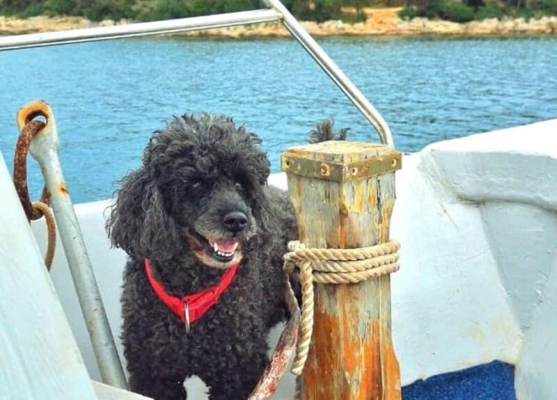 Pula: Boat Tour with Swimming and Snorkeling - Sunset and Dolphin Watching in Pula Waters