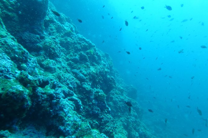 Pula Boat Trip with Snorkeling - The Guide and Group Experience