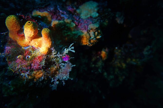 Pula Boat Trip with Snorkeling - Weather Conditions and Cancellation Policy