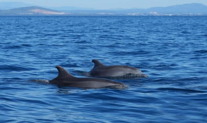 Pula: Brijuni National Park Sunset Cruise with Open Bar - Key Points