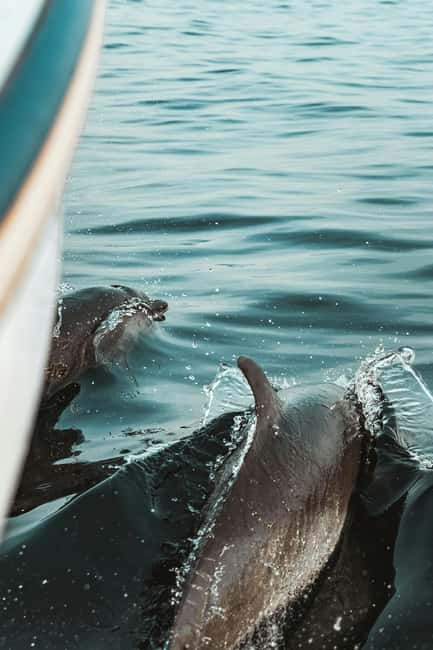 Pula: Brijuni National Park Sunset Cruise with Open Bar - The Experience of Dolphin Watching at Sunset
