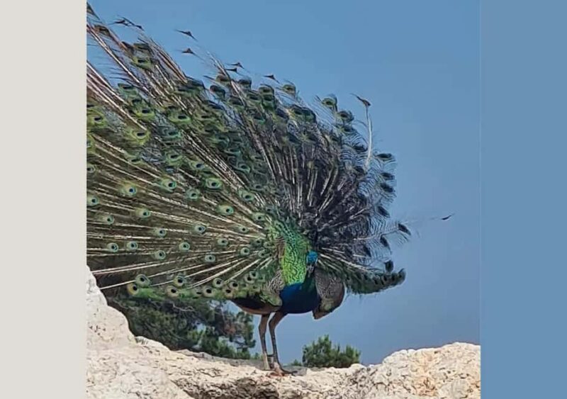 Pula: Brijuni National Park Tour with Island Visit - Visiting Brijuni’s Islands from Pula