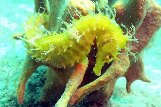 Pula Discover Scuba Diving Package - The Beginner-Friendly Dive Experience in the Adriatic