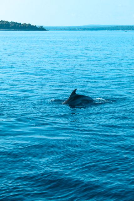 Pula: Dolphin&Sunset Cruise in Brijuni with Dinner&Drinks - Key Points