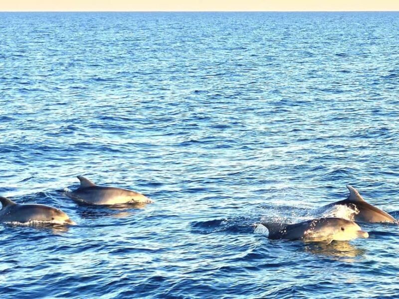 Pula: New Year Special Dolphin Sunset Cruise & Dinner - Dolphin Watching: An Unexpected Highlight