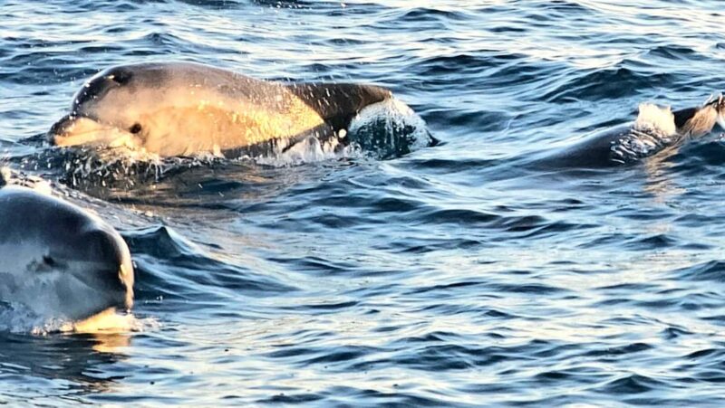 Pula: New Year Special Dolphin Sunset Cruise & Dinner - Final Thoughts: A Scenic and Relaxing Seaside Dinner