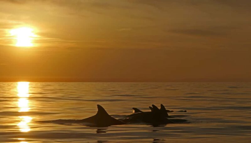 Pula: Private Sunset Boat Trip with Dolphins - Final Thoughts on the Pula Sunset Boat Trip