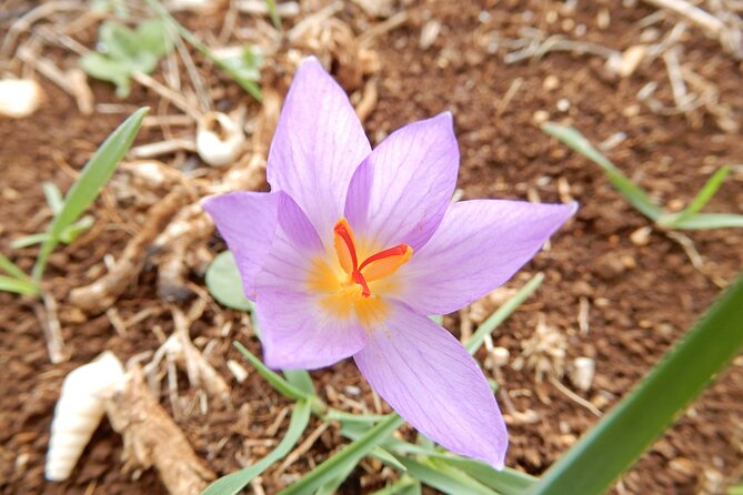 Pulo di Altamura: excursion in the Alta Murgia National Park - Reaching the Octagonal Stone Crown for Panoramic Views