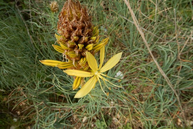 Pulo di Altamura: excursion in the Alta Murgia National Park - A Close Look at the Route and Terrain