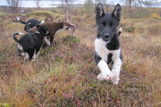 Puppy Training Experience at a Husky Farm in Tromso - Key Points