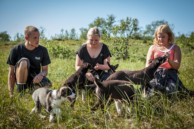 Puppy Training Experience at a Husky Farm in Tromso - Enjoy a Traditional Norwegian Lunch at the Farm