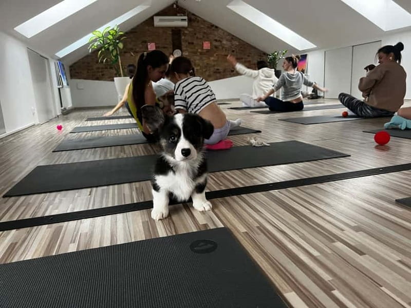 Puppy Yoga in Riga - Puppy Yoga in Riga: An Uplifting Blend of Relaxation and Furry Fun