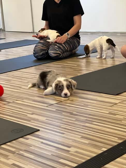 Puppy Yoga in Riga - The Experience of the Certified Yoga Instructor
