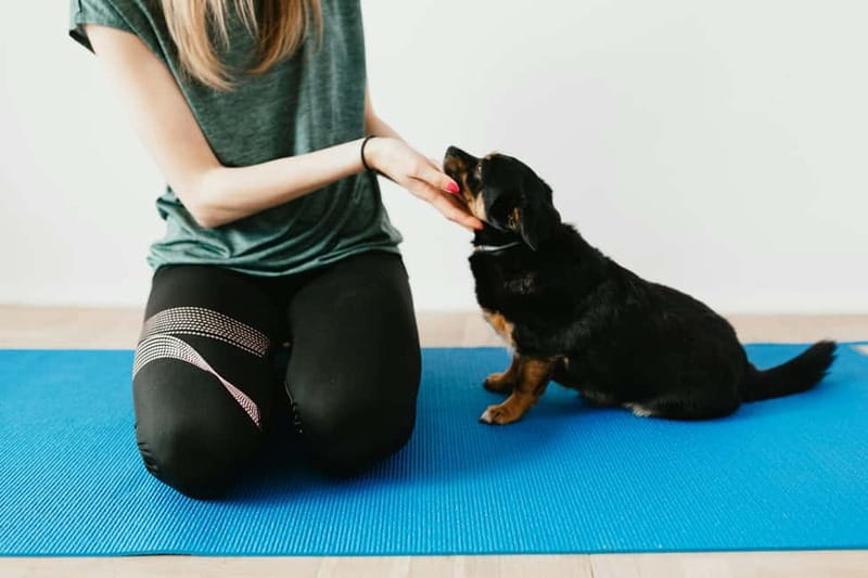 Puppy Yoga in Riga - Accessibility and Suitability