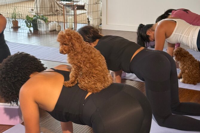 Puppy Yoga Private Groups - Key Points