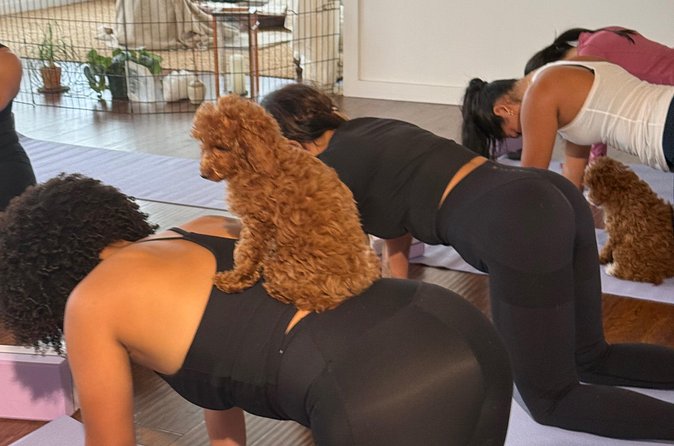 Puppy Yoga Private Groups - What Makes Puppy Yoga in St. Petersburg Special