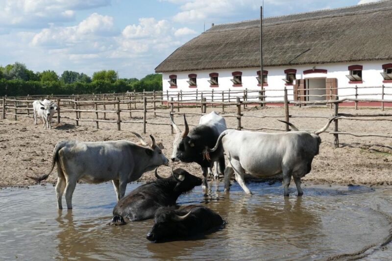 Puszta Tour and Horse Show - The Experience Provider and Language Options